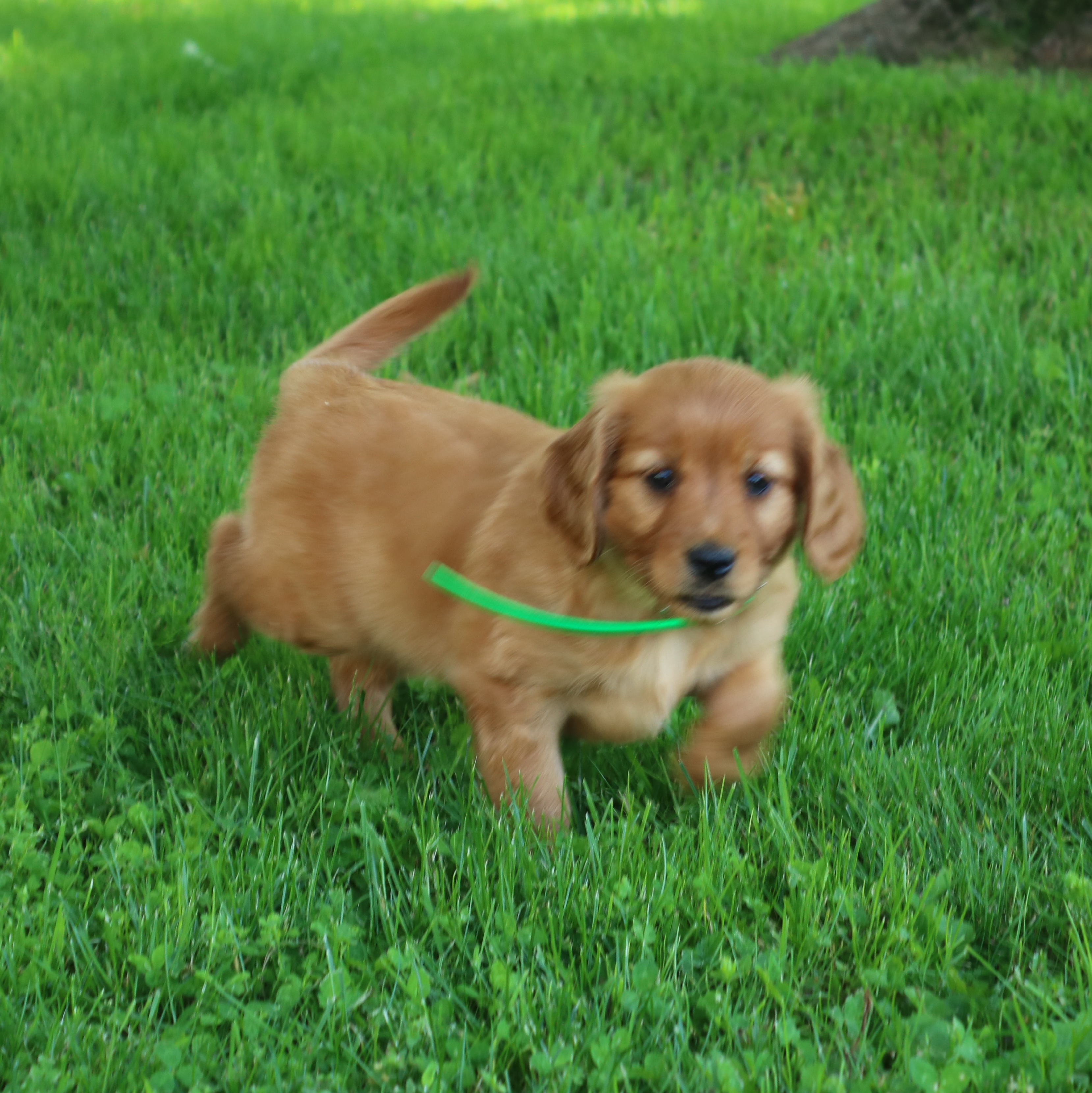 puppy, for, sale, Mini Golden Retriever, Ivan J. Stoltzfus, dog, breeder, Gordonville, PA, dog-breeder, puppy-for-sale, forsale, nearby, find, puppyfind, locator, puppylocator, aca